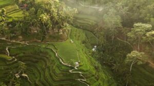 Los arrozales de Tegallalang, una maravilla que visitar en Bali